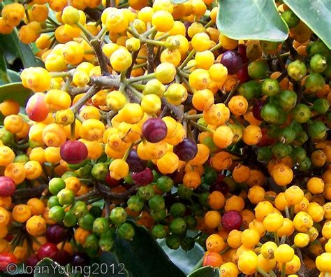 Natures World of Wonder: Dwarf Umbrella Tree (Schefflera arboricola)