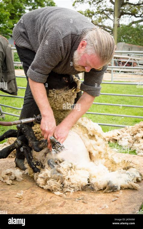 Man shearing a sheep hi-res stock photography and images - Alamy