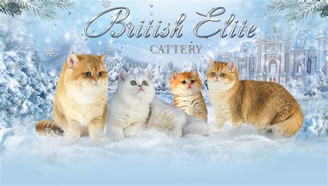 British Shorthair Breeders Ontario | Kittens & Cats for Sale