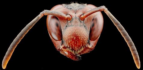 Insect Anatomy | Six-Legged Science: Unlocking the Secrets of the ...