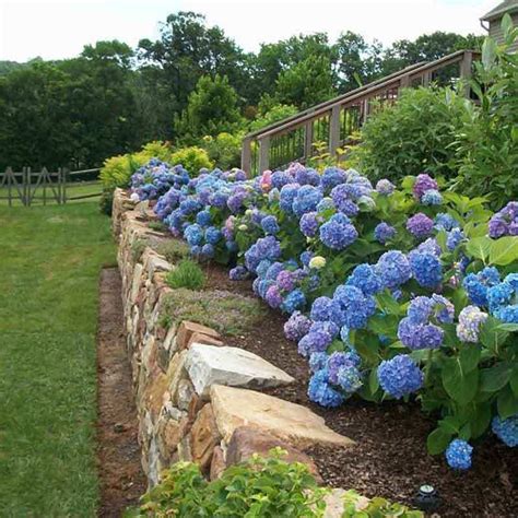 Endless Summer® Bigleaf Hydrangea For Sale | Shrubs & Trees – Great ...