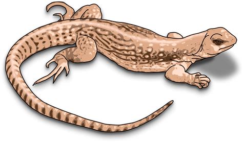 Clipart - lizard