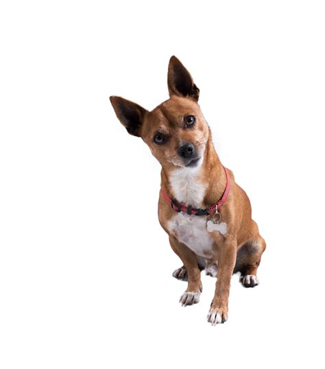 Image of funny small dog with uncertainty face 21084739 PNG