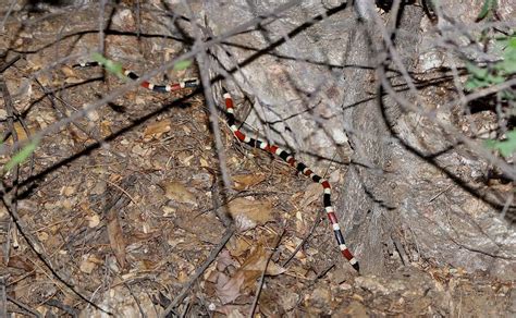 Coral Snake Photograph by Dennis Boyd - Pixels