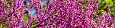 Redbud Tree Growing Guides, Tips, and Info | Gardener's Path