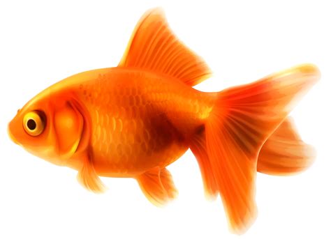 Free Goldfish Cliparts, Download Free Goldfish Cliparts png images, Free ClipArts on Clipart Library