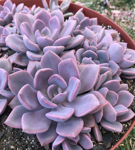 Succulents With Pink Flowers: A Colorful Addition To Your Garden