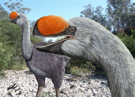 Flinders researcher discovers ancestor of biggest bird ever – News