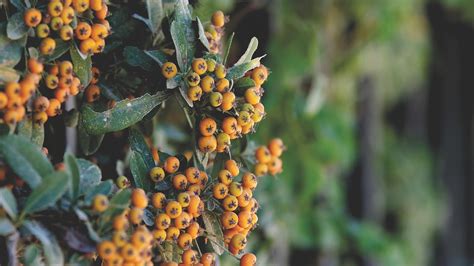 Firethorn Shrub Nature - Free photo on Pixabay - Pixabay