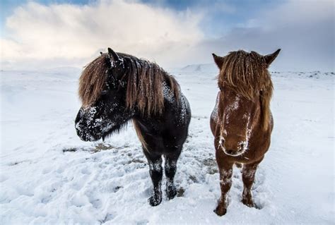 About Icelandic Purebred Horses | Berjaya Hotels | Magazine