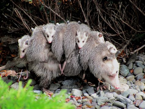 Living with Wildlife: Opossums - Humane Animal Rescue