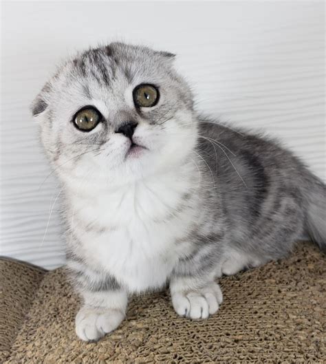 Munchkin Cats For Sale | Los Angeles, CA #288578 | Petzlover