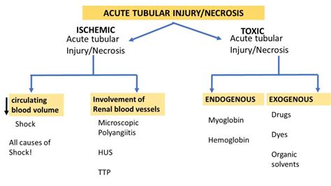 Pathology of Acute tubular injury/necrosis - Pathology Made Simple