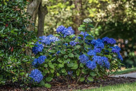 Decorative Shrubs For Shade | Shelly Lighting