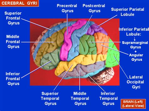 Cerebral Gyri - Lateral Surface - Superior temporal gyrus - Wikipedia ...