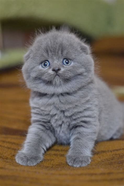 Scottish Fold Cats For Sale | North Miami Beach, FL #256615