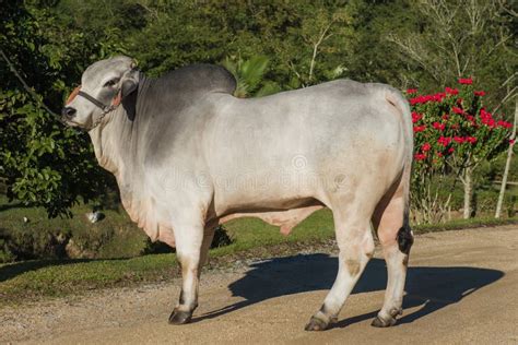 Breeding of the Brahman Cattle Breed Stock Image - Image of range, breed: 186546763