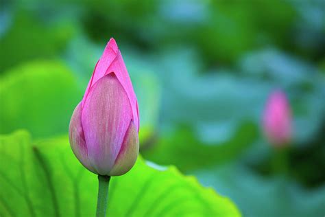 A Lotus Flower Bud Photograph by Tom Bonaventure - Fine Art America