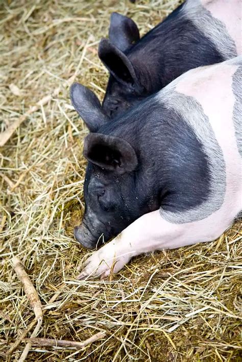 Hampshire Pigs: Complete Breed Guide | Hampshire pig, Pig breeds, Pig