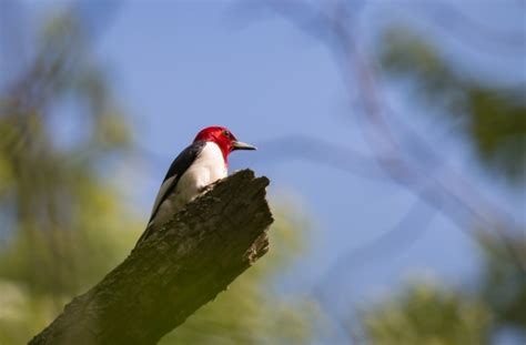 Melanerpes erythrocephalus (Red-headed woodpecker) - Michigan Natural Features Inventory