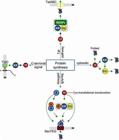 Chaperoning of de novo protein folding and targeting by TF, DnaKJE and ...