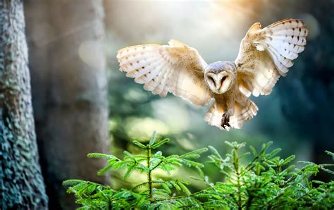 Flying Owl