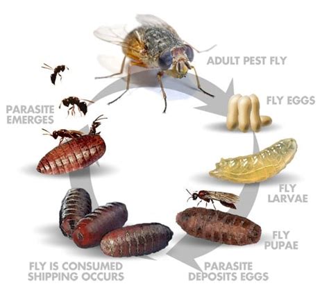 Fly Parasite Life-Cycle | Planet Natural