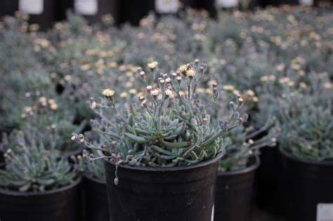 Senecio serpens - Devil Mountain Wholesale Nursery