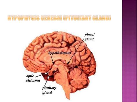 HYPOPHYSIS CEREBRI-Anatomy.pptx