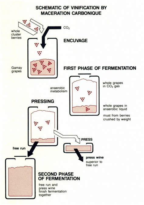 Wine Words Demystified; Carbonic Maceration – ENOFYLZ Wine Blog