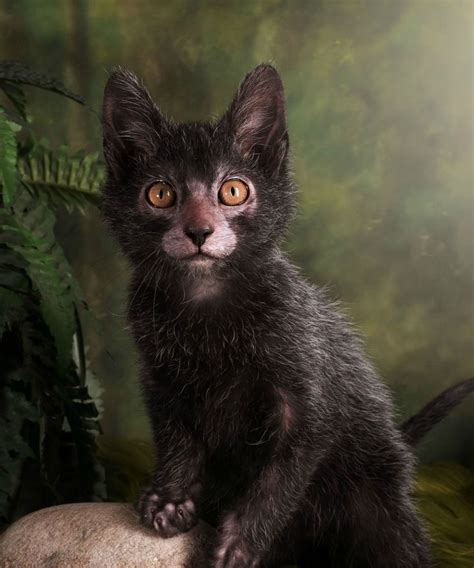 Lykoi Cats The Werewolf Cat Everything You Need To Know - Cats In Care