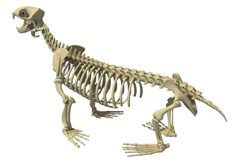 Sea Lion Skeleton - 3D Model by 3D Horse