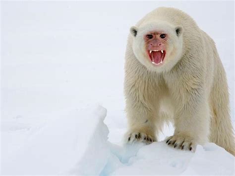 Polar Bear/Monkey hybrid. : r/HybridAnimals