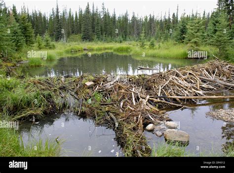 Beaver Dam Construction Near Hinton Alberta Canada Canadian Rockies Canadian Rocky Mountains ...