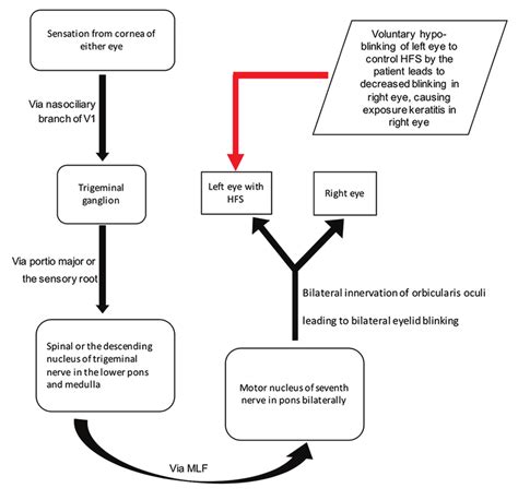 Corneal Reflex Pathway Flowchart