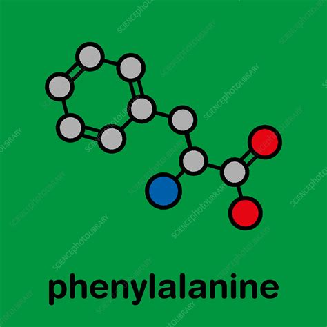 Phenylalanine amino acid molecule, illustration - Stock Image - F027/9110 - Science Photo Library