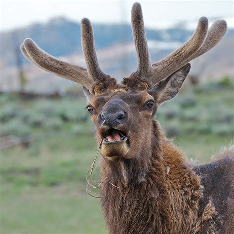 Male Elk With A New Set Of Antlers | Sean Crane Photography