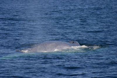 See Baleen Whales In This Image Gallery