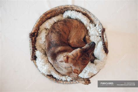 Adorable little brown puppy sleeping in cozy wicker basket on white background — pet, care ...