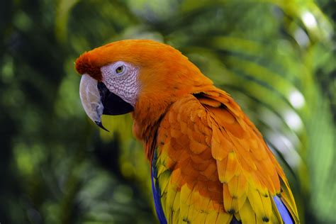 Macro photography of orange and yellow parroty, macaw HD wallpaper ...