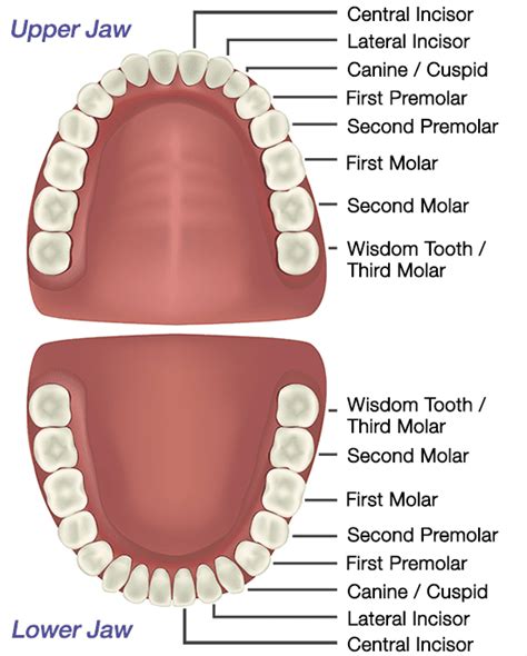 Why Are Your Teeth Anatomy Important?