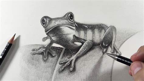 Realistic Frog Drawing