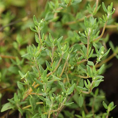 Thyme (3 Plants) Organic - Harrod Horticultural