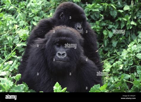 Gorilla gorilla beringei Stock Photo - Alamy