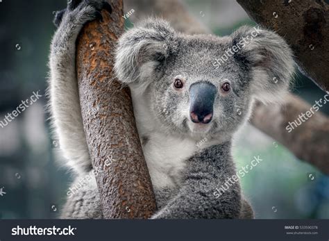 71,698 Koala Images, Stock Photos & Vectors | Shutterstock