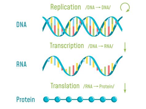 Transcription And Translation