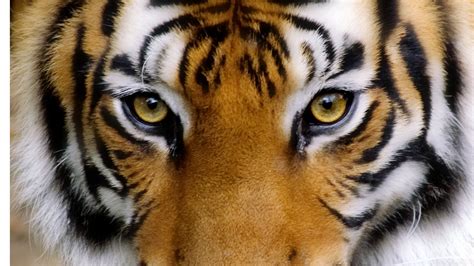 Tiger eyes wallpaper | 1920x1080 | #14441