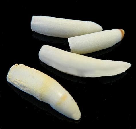 Native Crafts Wholesale - Now Open to the Public!: Alligator Teeth 1.5 to 1 7/8" [ACE-ABI-1.5-1 ...