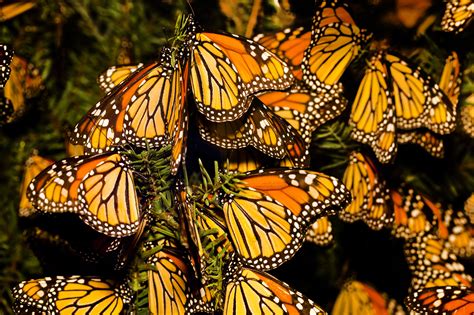 10 Threats to Monarch Migration