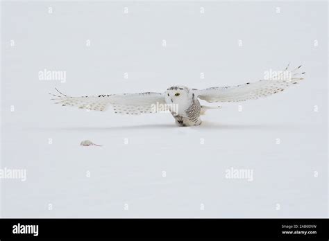 Snowy Owl Hunting a Rodent Stock Photo - Alamy